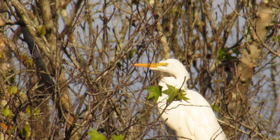 Great white heron