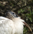 Wood Stork on the Lawn