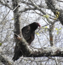 Vultures